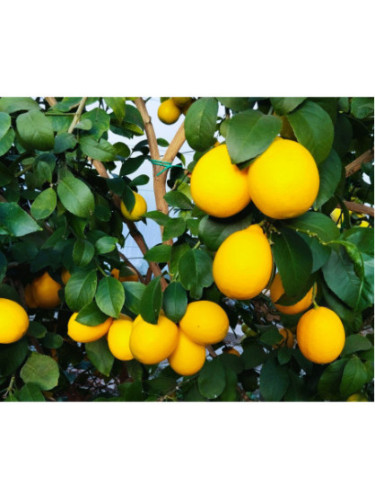 Citrus x 'Meyeri' / Citronnier jaune