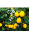 Citrus x 'Meyeri' / Citronnier jaune