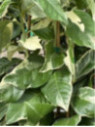 Citru limon variegata