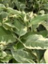 Citru limon variegata