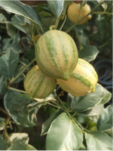 Citru limon variegata