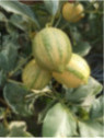 Citru limon variegata
