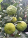 Citrus limetta 'Pursha' / Citronnier limette jaune