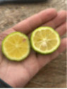Citrus limetta 'Pursha' / Citronnier limette jaune
