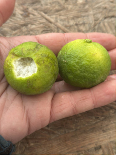 Citrus limetta 'Pursha' / Citronnier limette jaune