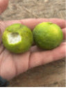 Citrus limetta 'Pursha' / Citronnier limette jaune