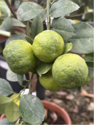 Citrus limetta 'Pursha' / Citronnier limette jaune
