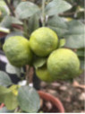 Citrus limetta 'Pursha' / Citronnier limette jaune