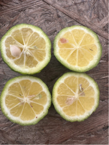 Citrus limetta 'Pursha' / Citronnier limette jaune