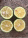 Citrus limetta 'Pursha' / Citronnier limette jaune