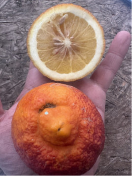 Citrus limon 'Rosso' / Citronnier