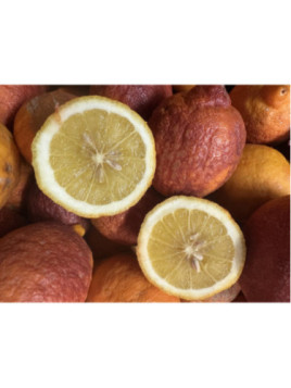 Citrus limon 'Rosso' / Citronnier