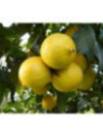 Citrus bergamia calabreze / Citronnier bergamote