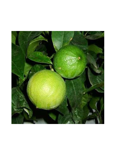 Citrus bergamia calabreze / Citronnier bergamote
