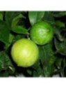 Citrus bergamia calabreze / Citronnier bergamote