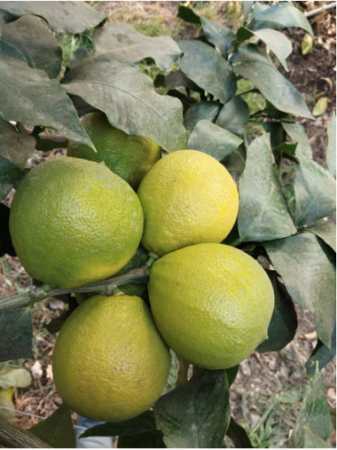 Citrus bergamia calabreze / Citronnier bergamote
