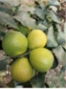 Citrus bergamia calabreze / Citronnier bergamote