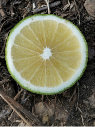 Citrus bergamia calabreze / Citronnier bergamote