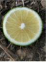 Citrus bergamia calabreze / Citronnier bergamote