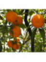Citrus limon × Citrus paradisi 'Lipo' / Citronnier