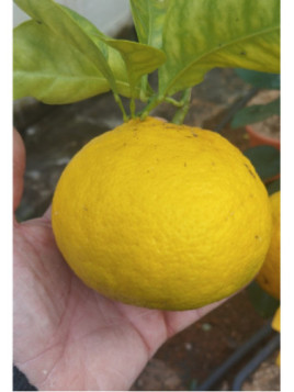 Citrus shunkokan