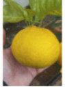 Citrus shunkokan