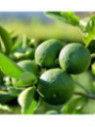 Citrus 'Sudachi' / Citronnier lime Japonais