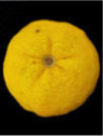 Citrus juno 'Yuzu lion' / Citronnier Japonais