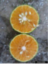 Citrus x tangor 'Murcott' / Mandarine