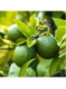 Citrus aurantifolia / Citronnier vert / Citron vert/ Citron galet