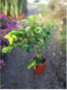 Citrus aurantifolia / Citronnier vert / Citron vert/ Citron galet