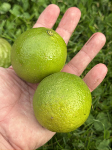 Citrus aurantifolia / Citronnier vert / Citron vert/ Citron galet