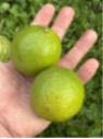 Citrus aurantifolia / Citronnier vert / Citron vert/ Citron galet