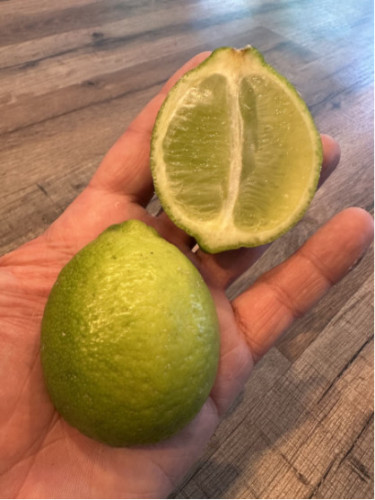 Citrus aurantifolia / Citronnier vert / Citron vert/ Citron galet