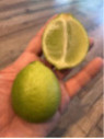 Citrus aurantifolia / Citronnier vert / Citron vert/ Citron galet