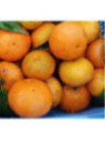 Citrus x clementina 'Clemenules' / clémentinier