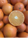 Citrus x clementina 'Loretina' / Clémentinier