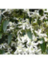 Clematis armandii / Clematite (étoile blanche)