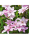 Clematite hagley hybride