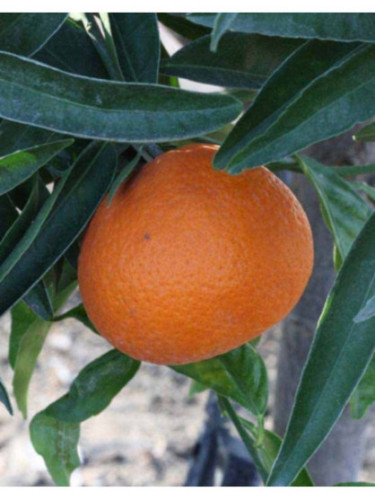 Citrus x clementina 'Arrufatina' /Clémentinier