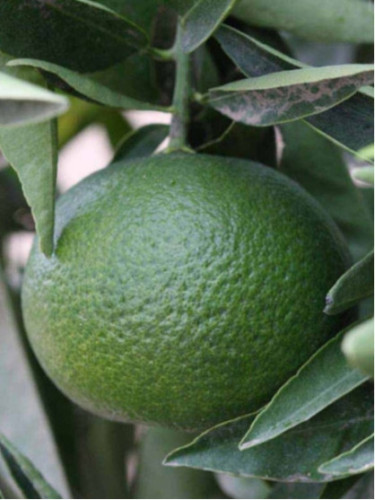 Citrus x clementina 'Arrufatina' /Clémentinier