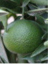 Citrus x clementina 'Arrufatina' /Clémentinier