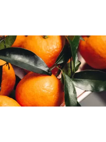 Citrus clementina 'Caffin' / IGP clementine Corse
