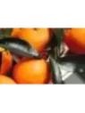 Citrus clementina 'Caffin' / IGP clementine Corse