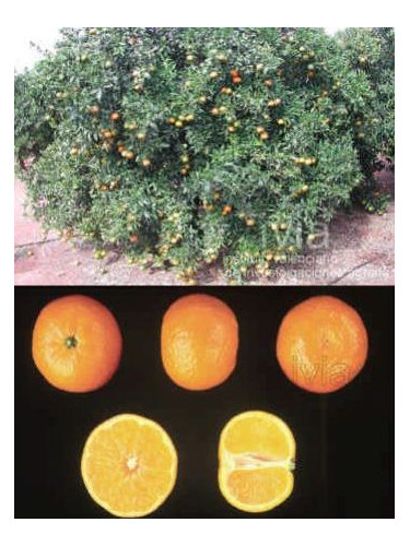 Citrus x clementina 'Oronules' - Clémentine Corse / Clementinier