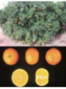 Citrus x clementina 'Oronules' - Clémentine Corse / Clementinier