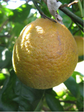 Citrus x clementina 'Sra 89' / Clémentine de Corse Igp