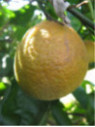 Citrus x clementina 'Sra 89' / Clémentine de Corse Igp