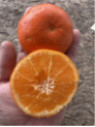 Citrus clementina x tangelo 'Nova'  Clémentinier