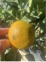 Citrus clementina x tangelo 'Nova'  Clémentinier